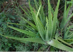 Aloe