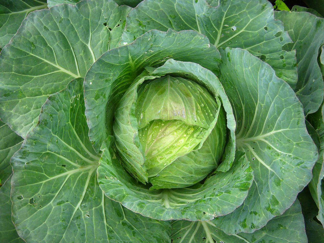 Cabbage