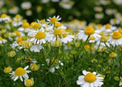 Chamomile