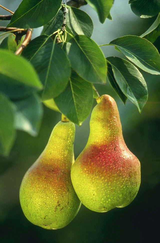 Pears