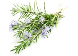 Rosemary