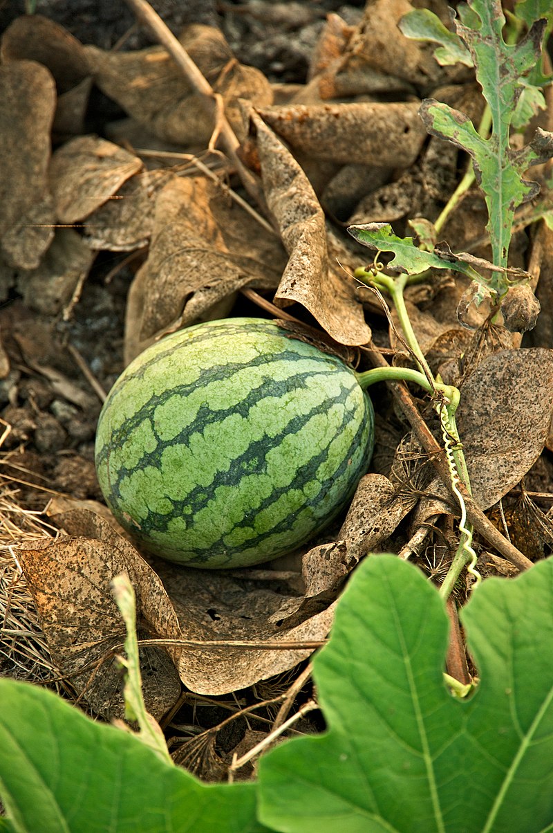 Watermelon